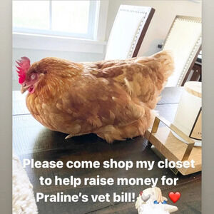 Please help Praline get better! 🙏🏻❤️ I’m raising money for her vet bill 🐓